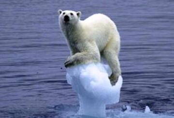 A jegesmedvék a globális felmelegedés fő áldozatai lehetnek
