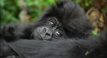 Már kevesebb mint 800 hegyi gorilla él a Földön, ezért fontos minden egyed védelme