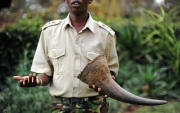 Biztonsági tiszt tart egy rinocérosz szarvat