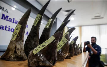 A malájziai rendőrség bemutat nehány lefűrészelt rinocérosz szarvat