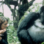 Fossey kedvenc gorillájával, Digit-tel