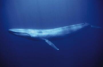 kék bálna