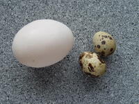 Tyúktojás és a fürj tojásainak fényképe