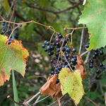 Ligeti szőlő
