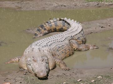bordás krokodill