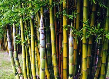 kínai óriás bambusznád