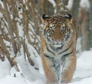 sziberiai tigris gyün