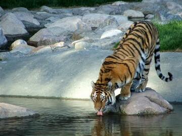 sziberiai tigris iszik