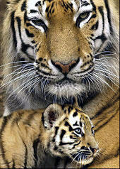 sziberiai tigris kölykével2