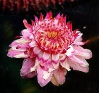 Victoria amazonica virága